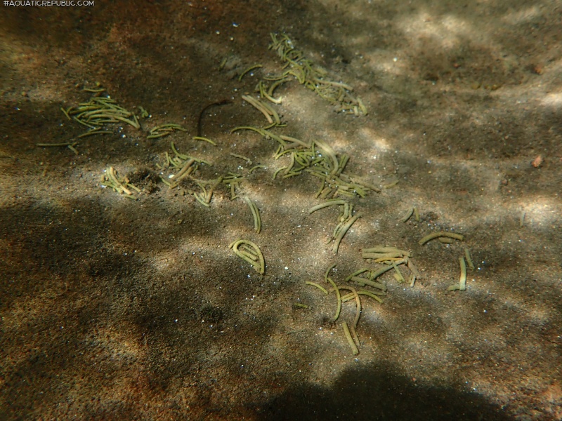 Hypostomus froehlichi