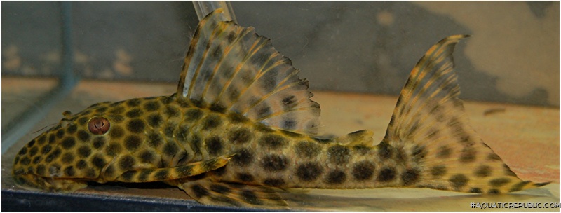 Hypostomus fuscomaculatus