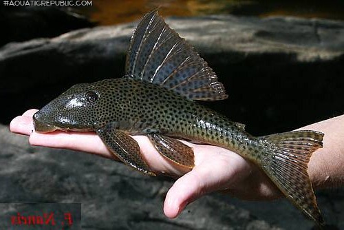 Hypostomus gymnorhynchus