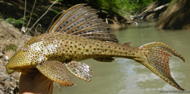 Hypostomus hemicochliodon