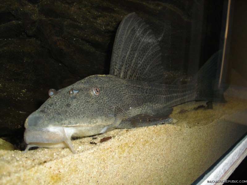 Hypostomus laplatae