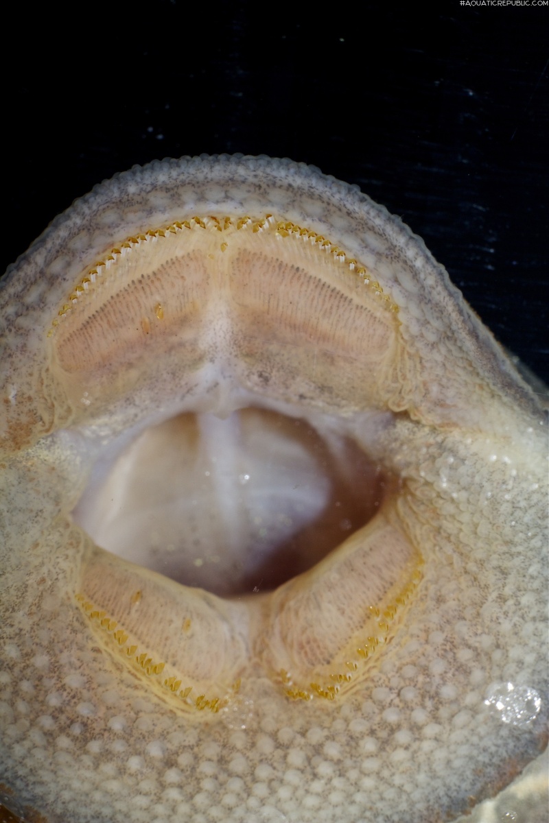 Hypostomus latifrons