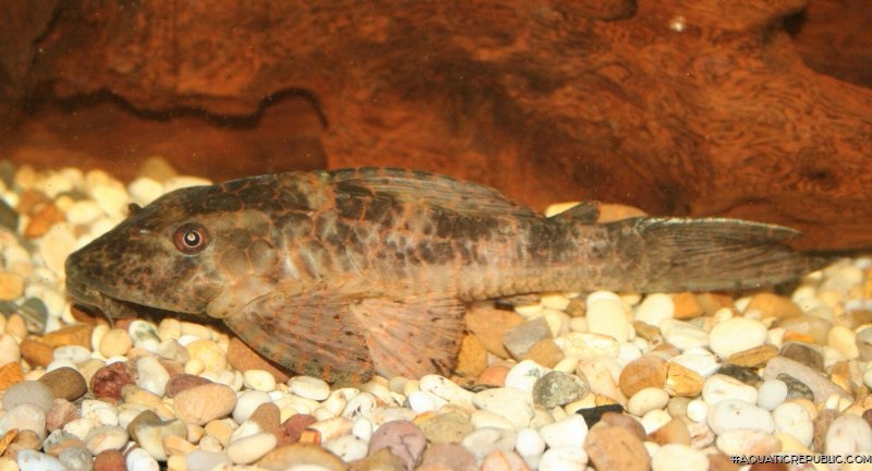 Hypostomus latifrons