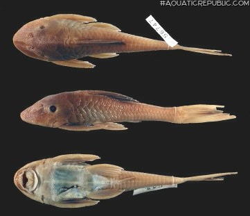 Hypostomus levis