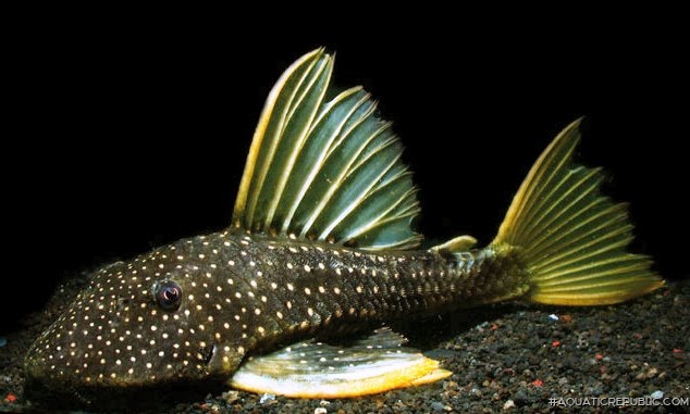 Hypostomus luteus