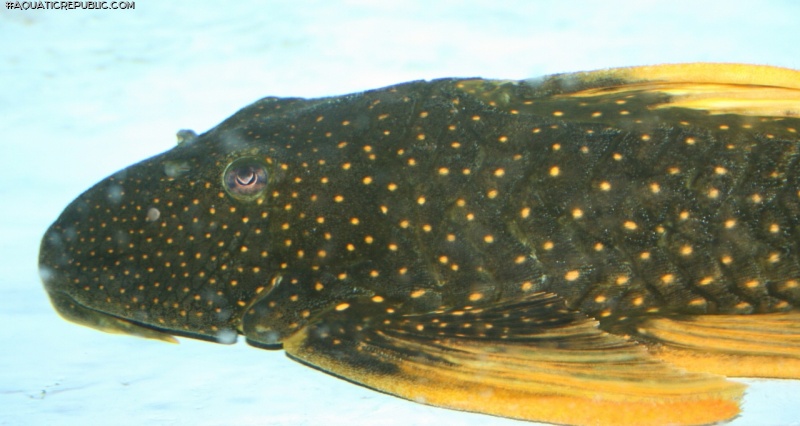 Hypostomus luteus