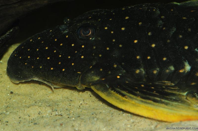 Hypostomus luteus
