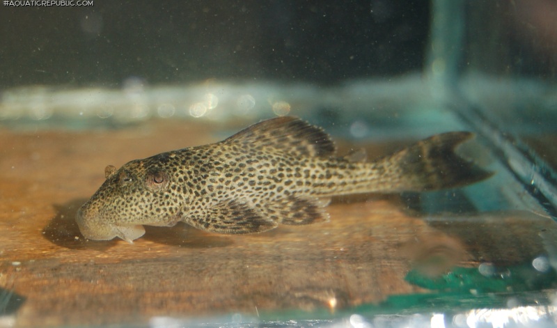 Hypostomus micromaculatus