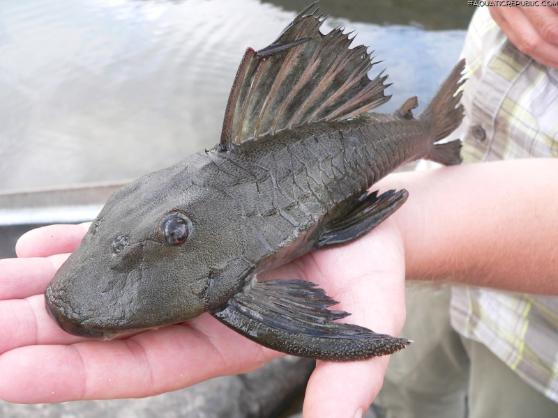 Hypostomus micromaculatus