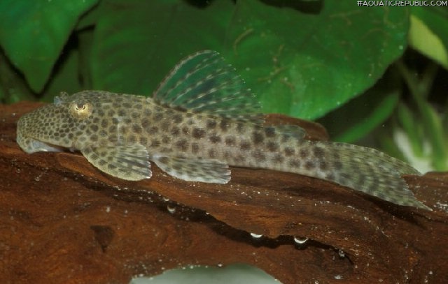 Hypostomus mutucae