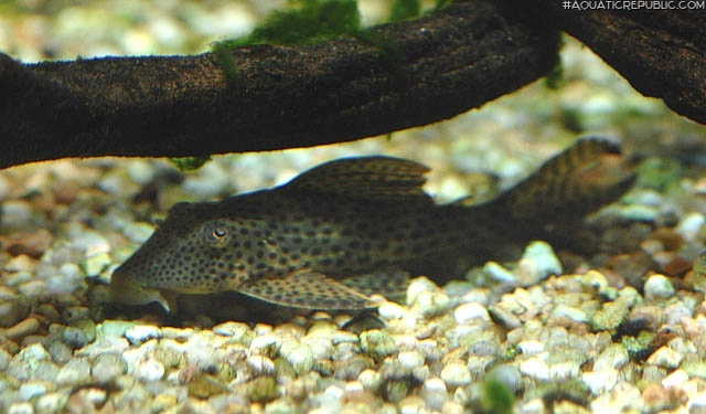 Hypostomus nematopterus