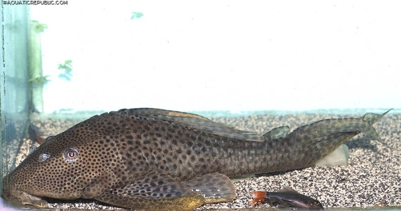 Hypostomus oculeus