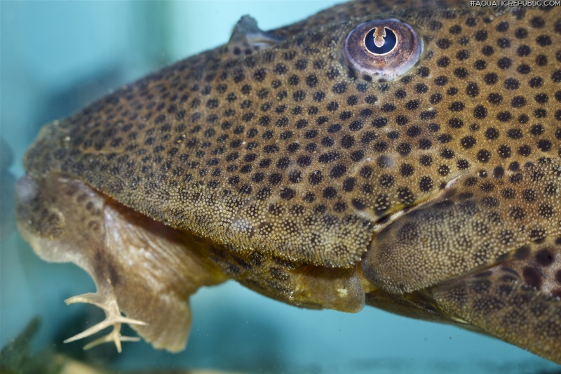 Hypostomus oculeus