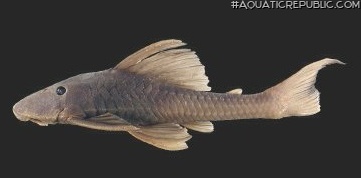 Hypostomus pagei