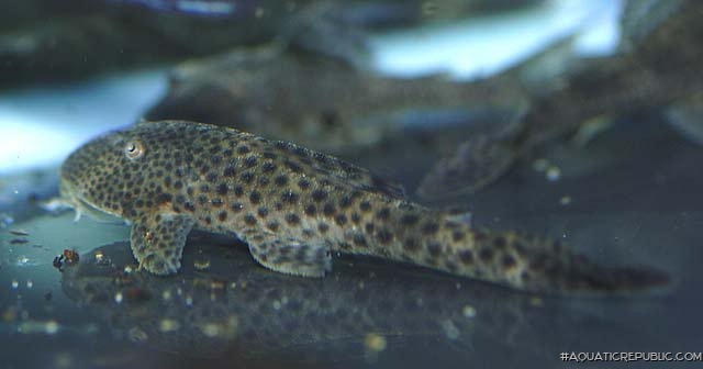 Hypostomus paranensis