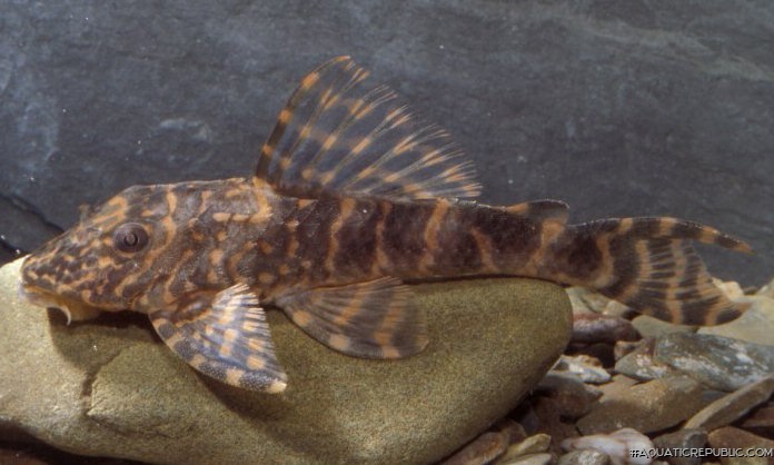 Hypostomus peckoltoides