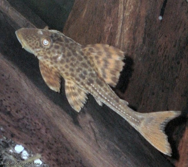 Hypostomus plecostomoides