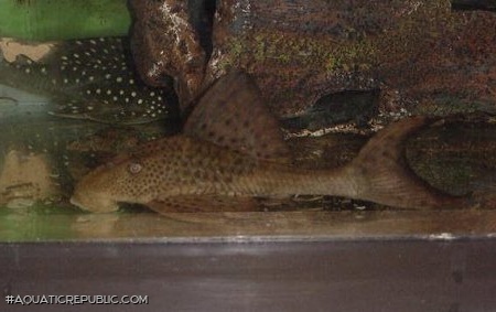 Hypostomus plecostomoides