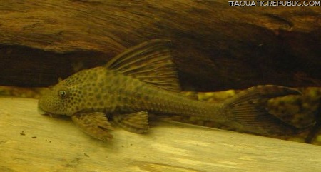 Hypostomus plecostomoides