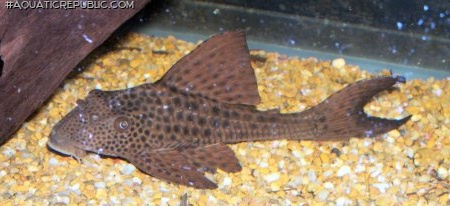 Hypostomus plecostomoides