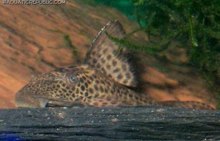 Hypostomus plecostomoides