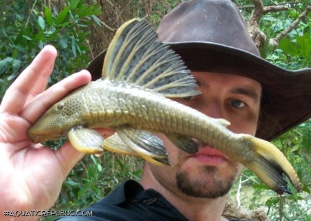 Hypostomus plecostomoides