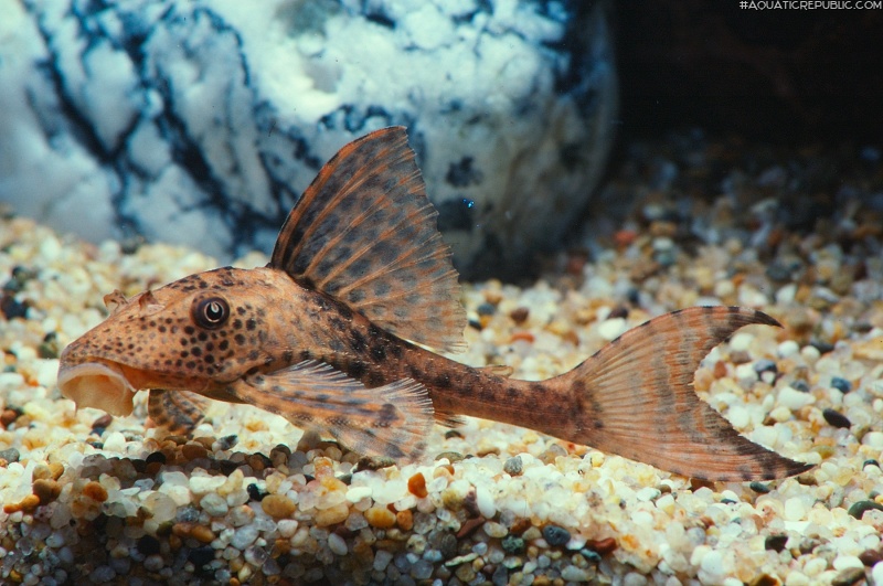 Hypostomus plecostomus