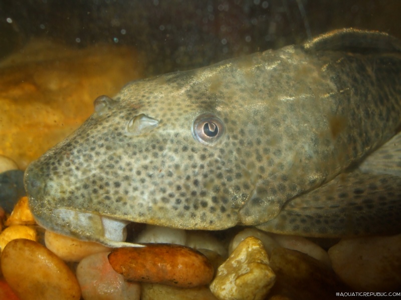 Hypostomus plecostomus