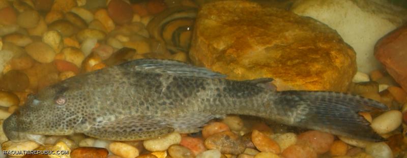 Hypostomus plecostomus