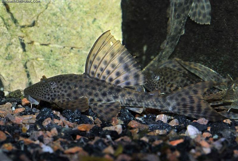 Hypostomus plecostomus