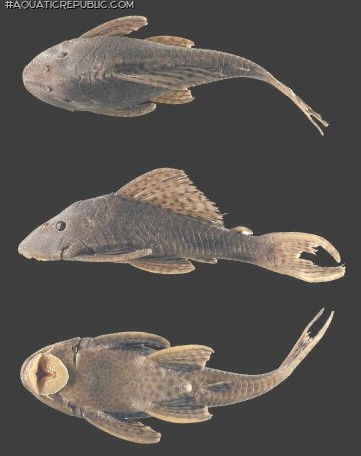 Hypostomus pyrineusi