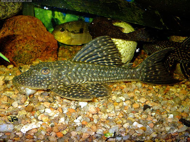 Hypostomus roseopunctatus