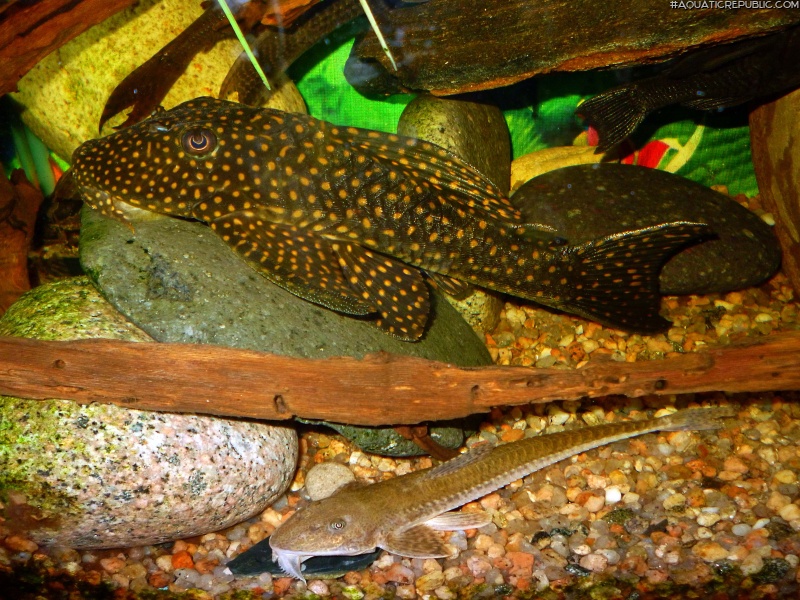 Hypostomus roseopunctatus