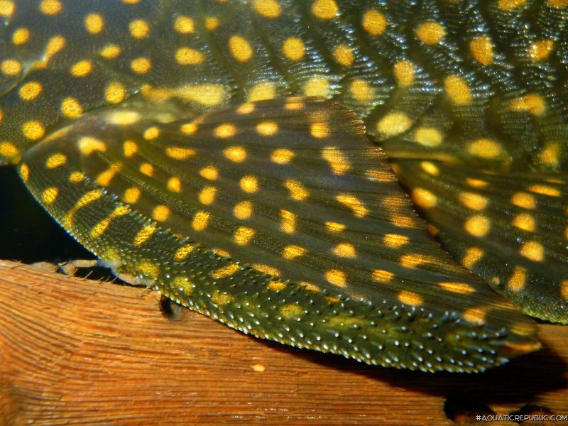 Hypostomus roseopunctatus