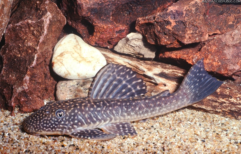 Hypostomus scaphyceps