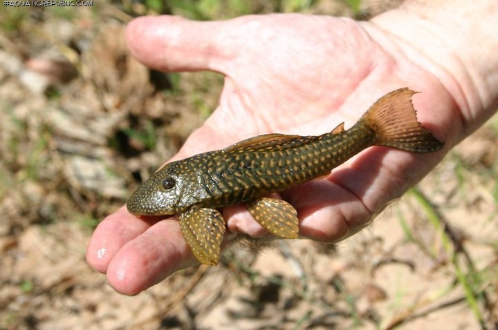 Hypostomus sertanejo