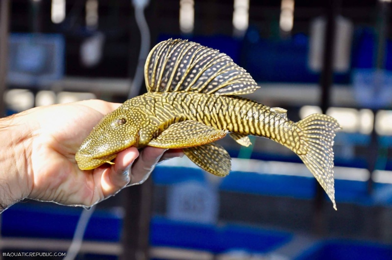 Hypostomus sertanejo