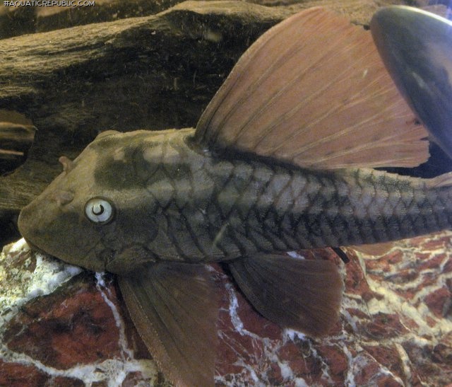 Hypostomus soniae