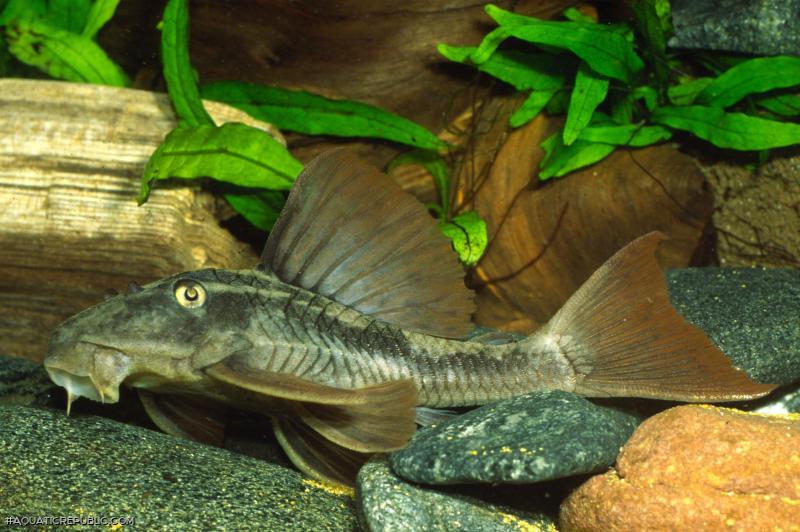 Hypostomus soniae