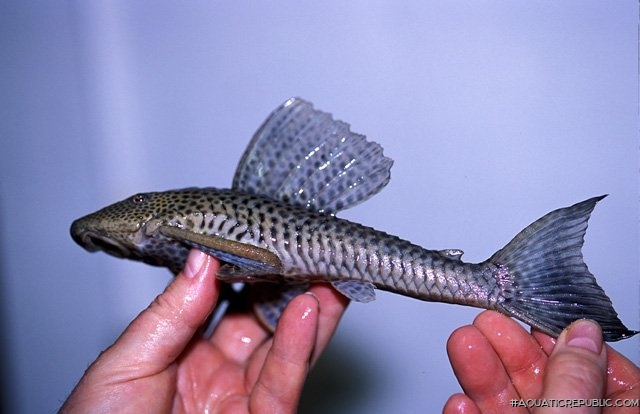 Hypostomus sp. (1)