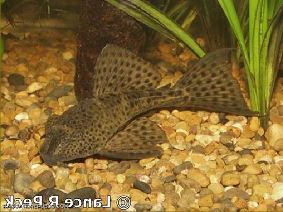 Hypostomus sp. (6)