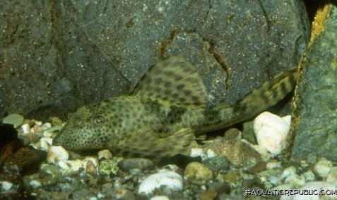 Hypostomus sp. (L087)