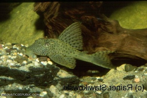 Hypostomus sp. (L117)