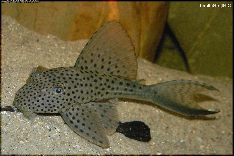 Hypostomus sp. (L117)