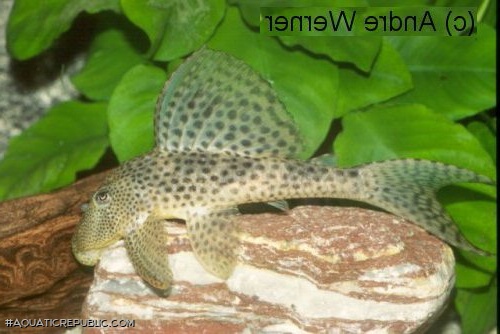 Hypostomus sp. (L130)