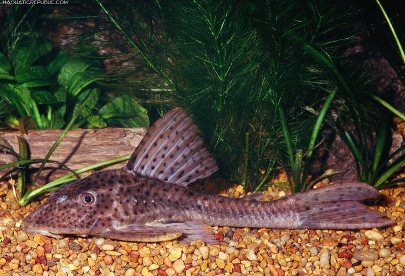 Hypostomus sp. (L138)