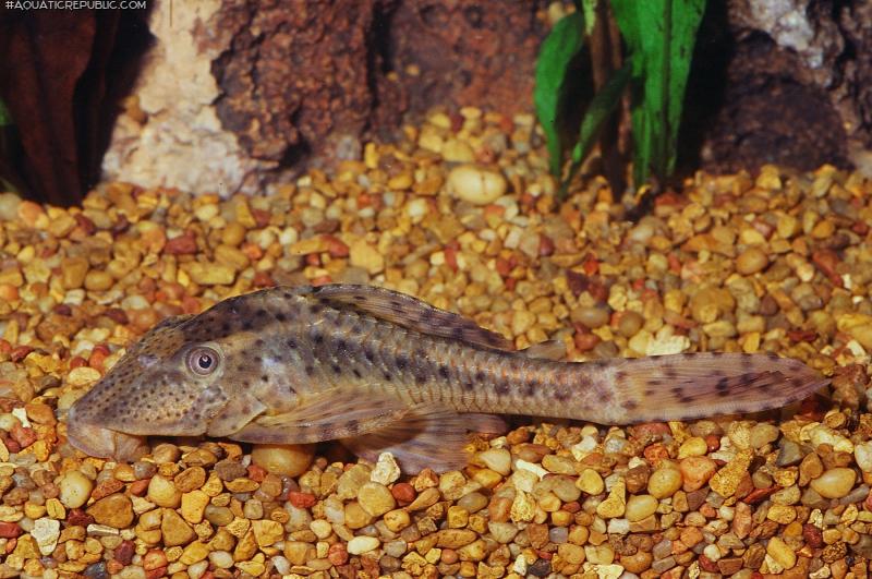 Hypostomus sp. (L138)