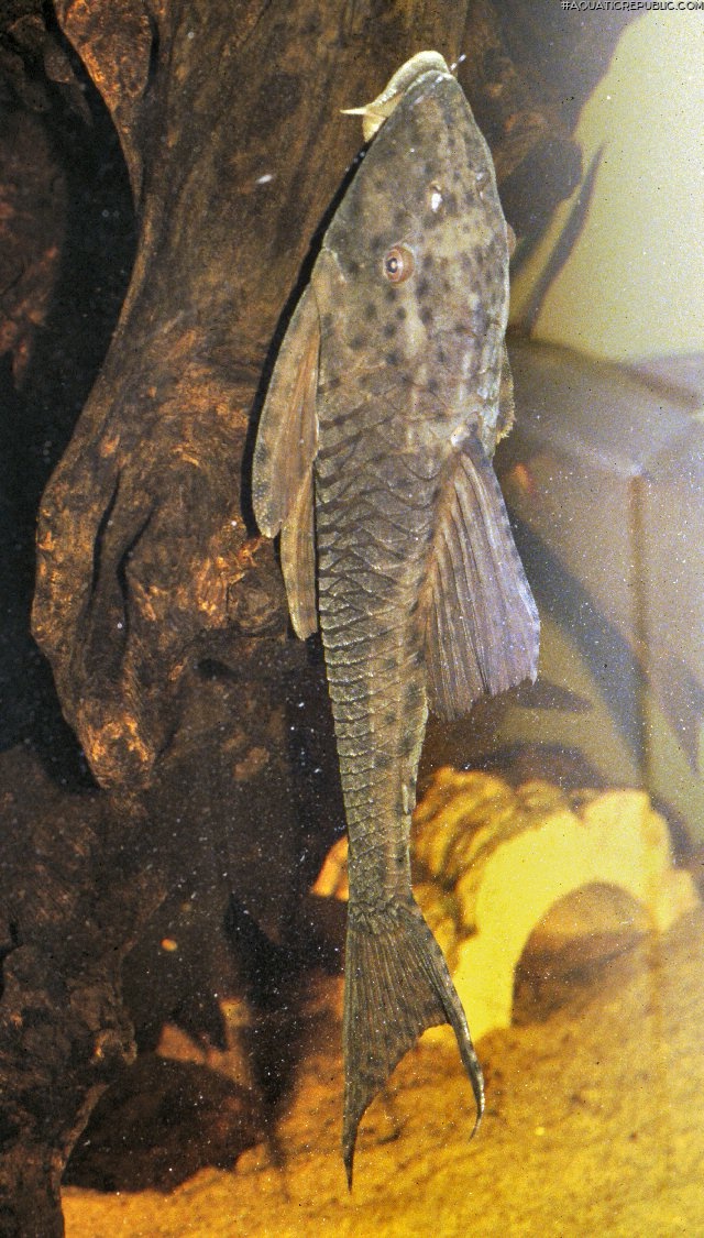 Hypostomus sp. (L138)