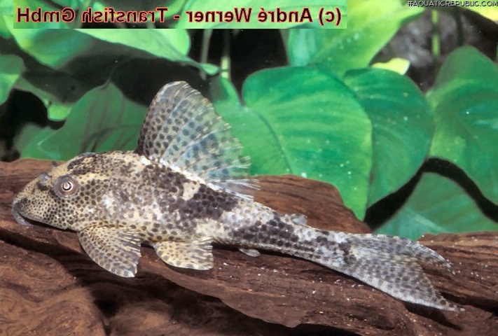 Hypostomus sp. (L139)
