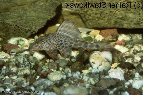 Hypostomus sp. (L145)